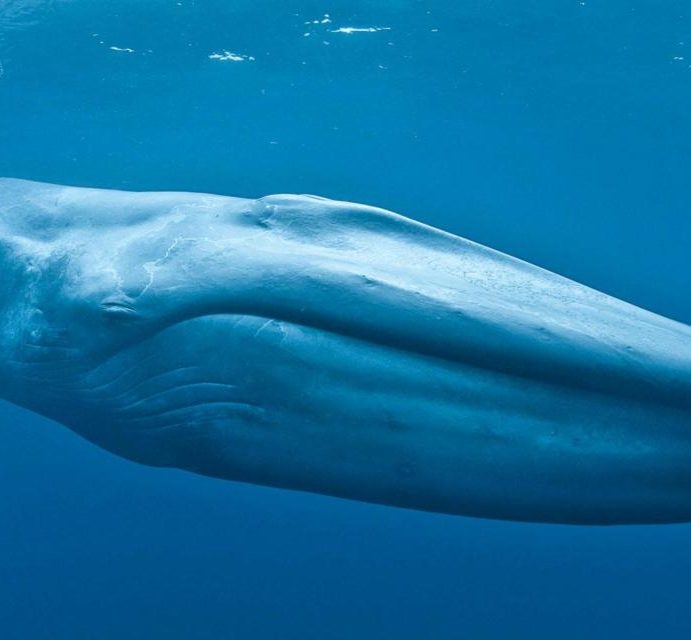 The 52 Hertz Whale