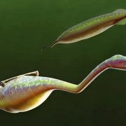 The Tully Monster